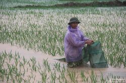 Mưa lớn gây ngập úng hơn 35 ha lúa ở thị xã Hoàng Mai