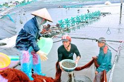 Kim Sơn chủ động bước vào vụ nuôi tôm mới