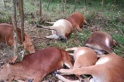 Tân Sơn: 7 con bò bị sét đánh chết