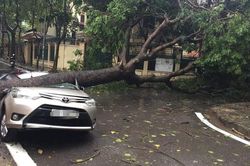Mưa dông, 30 cây xanh trên địa bàn Hà Nội bị gãy, đổ