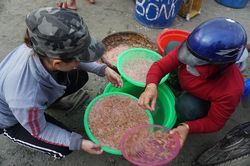 Trắng đêm xúc hàng chục tấn ruốc biển