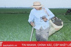 'Săn' lươn đồng ở Hà Tĩnh