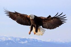 Giải mã bí ẩn: 'Chúa tể bầu trời' - đại bàng phải đập gãy mỏ, bẻ móng vuốt, nhổ lông mình vào năm 40 tuổi