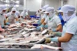 Lối thoát cá tra trong dịch Covid -19