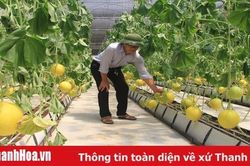 Triển khai các chính sách tín dụng khuyến khích doanh nghiệp đầu tư vào nông nghiệp, nông thôn