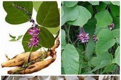 Bài thuốc hỗ trợ điều trị đái tháo đường