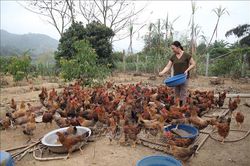Nhân Ngày Quốc tế Phụ nữ 8/3: Phụ nữ Yên Bái góp sức xây dựng nông thôn mới