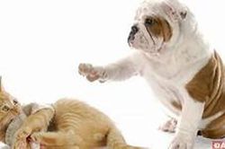 Lý giải quan niệm: 'Mèo đến nhà thì khó, chó đến nhà thì sang'?