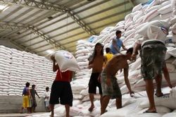 Philippines muốn xuất khẩu loại gạo ngon thứ ba thế giới trong năm nay
