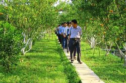 Khắc phục hiện tượng vàng lá thối rễ, chết xanh cây có múi