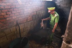 Gần 100 con vịt được vặt lông bằng nhựa thông trộn nhựa đường