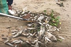 Cá chết trắng kênh ở Đà Nẵng
