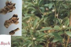 Bài thuốc 'thăng đề dương khí'