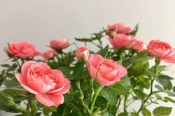 20 lời chúc ngọt ngào, ý nghĩa dành cho vợ ngày 8/3