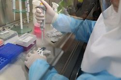 Chưa có bằng chứng các 'loại' virus corona khác nhau ảnh hưởng mức độ nặng của bệnh