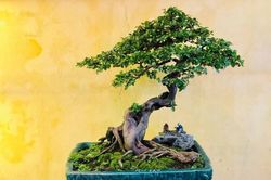 Trưng bày nghệ thuật Bonsai Phố cổ
