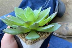 Chăm chỉ tưới cây sen, bà chị 'giận tím người' khi phát hiện sự thật