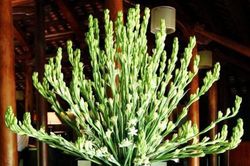 Ngày rằm: Bắt buộc phải đặt loại hoa này lên bàn thờ nếu muốn 'thức tỉnh' Thần Tài, đầu tư 'bách phát trúng'