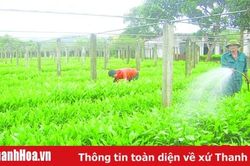 Toàn tỉnh trồng được 1.067.089 cây phân tán và 966 ha rừng tập trung