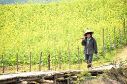 Trước nhà cải đã ra hoa
