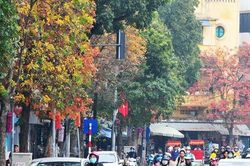 Những hàng cây rực rỡ lá vàng, lá đỏ trên đường phố Hà Nội
