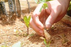 Cây sâm dây ở Kon Tum
