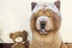 Chuyện lạ: Chú chó nổi tiếng trên mạng nhờ ngoại hình giống... gấu bông