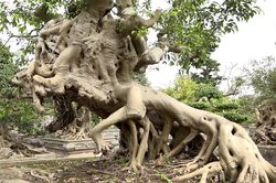 Cây sanh dáng 'ngựa Thánh Gióng'