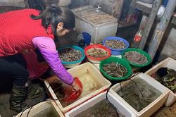 Chiêu bán hàng mới, chị bán rau, bà buôn cá bình thản mùa dịch
