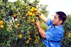 Làm giàu nhờ đầu tư phát triển sản xuất theo chuỗi giá trị