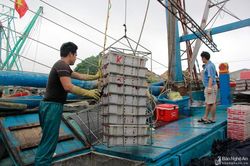 Ngư dân Nghệ An luộc mực ngay trên biển để giữ giá
