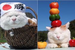 Chú mèo thích ngủ nổi tiếng thế giới Shironeko qua đời ở tuổi 18