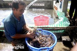 Tân Phú có 500ha thủy sản VietGAP
