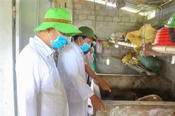 Triệu Phong: 12/18 xã, thị trấn đã qua 30 ngày không phát sinh ổ dịch tả lợn Châu Phi