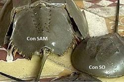 Cả nhà nhập viện, 1 bé gái tử vong nghi do ăn con sam