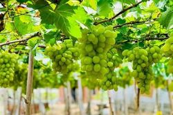 Ninh Thuận: Những 'chùm ngọc' tinh hoa miền đất nắng
