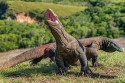 Lần đầu tiên rồng Komodo sinh ba mà không cần giao phối