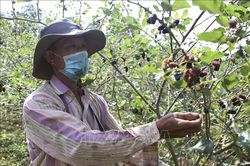 Tăng giá trị sản xuất từ chuyển đổi cơ cấu cây trồng