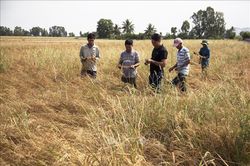 Gần 1.600 ha lúa tại Kiên Giang bị ảnh hưởng nặng nề do hạn, mặn