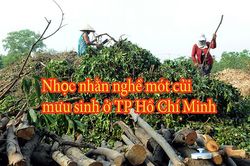 Nhọc nhằn nghề mưu sinh mót củi ở TP Hồ Chí Minh