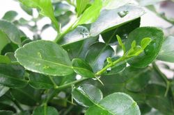 Lâu nay dùng lá chanh ăn cùng gà luộc mà không biết đến tác dụng này thì rất uổng phí