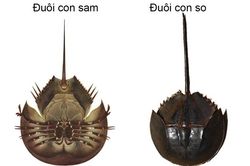 Bình Dương: Sau khi ăn con Sam biển, bé gái 8 tuổi qua đời