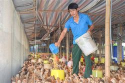 Phát triển 78 trang trại chăn nuôi theo hướng tập trung gắn với an toàn sinh học và vệ sinh môi trường