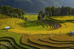 Nhiếp ảnh Việt Nam giành Huy chương Vàng FIAP