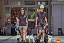 Những điều thú vị của nghề huấn luyện chó