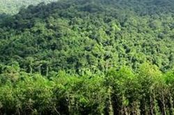 Chỉ thị mới trong công tác quản lý, bảo vệ rừng đặc dụng và rừng phòng hộ