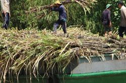Áp dụng biện pháp phòng vệ, tăng cường chống buôn lậu để bảo vệ ngành mía đường