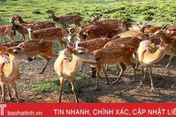 Mỗi sản phẩm OCOP là một câu chuyện xây dựng thương hiệu ở huyện miền núi Hà Tĩnh