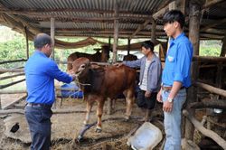 Tổ hợp tác nuôi bò của thanh niên Phú Sơn