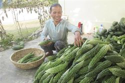 Trồng mướp đắng cho thu nhập cao ở Gio Mỹ